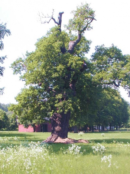 Bild 1 von 1 Eiche im Ortsteil Steinhorst